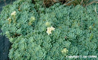  Sedum pachyclados 